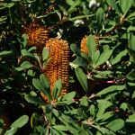 Banksia  paludosa dwarf selection